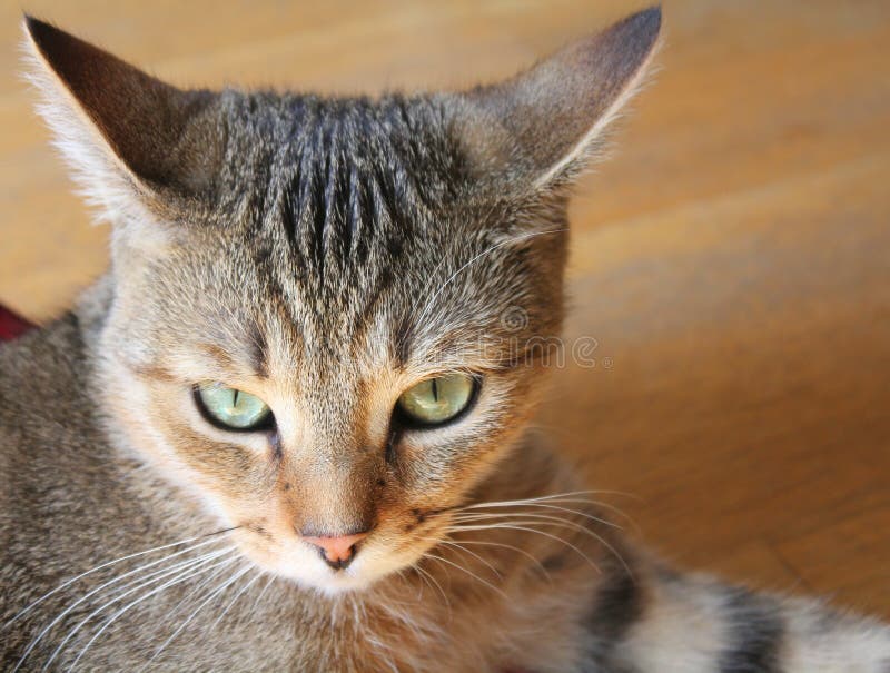 angry cat with green eyes Stock Photo