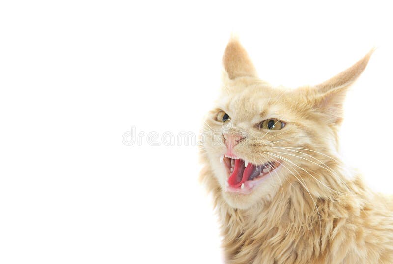 Free Photos  An angry cat