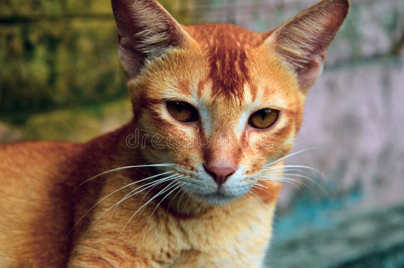 Angry face of a walking white and black Domestic short-haired cat on the  grass in blur background. Stock Photo by wirestock