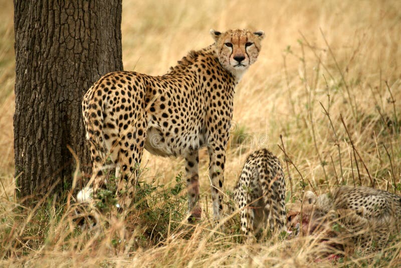 Angry cheetah with cubs