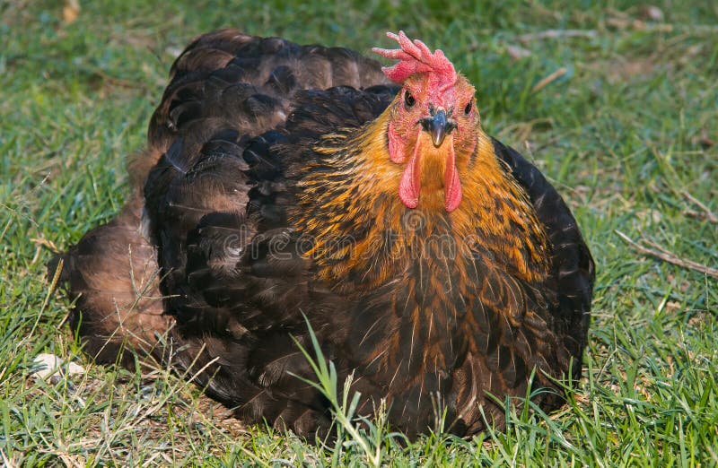 Angry chicken in the farm