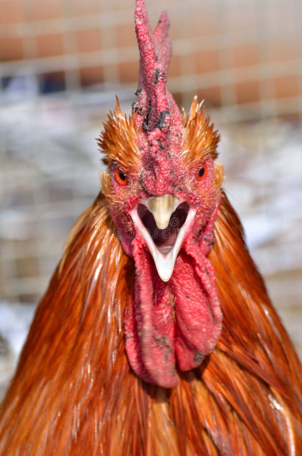 727 Angry Rooster Stock Photos Free & Royalty Free Stock Photos from