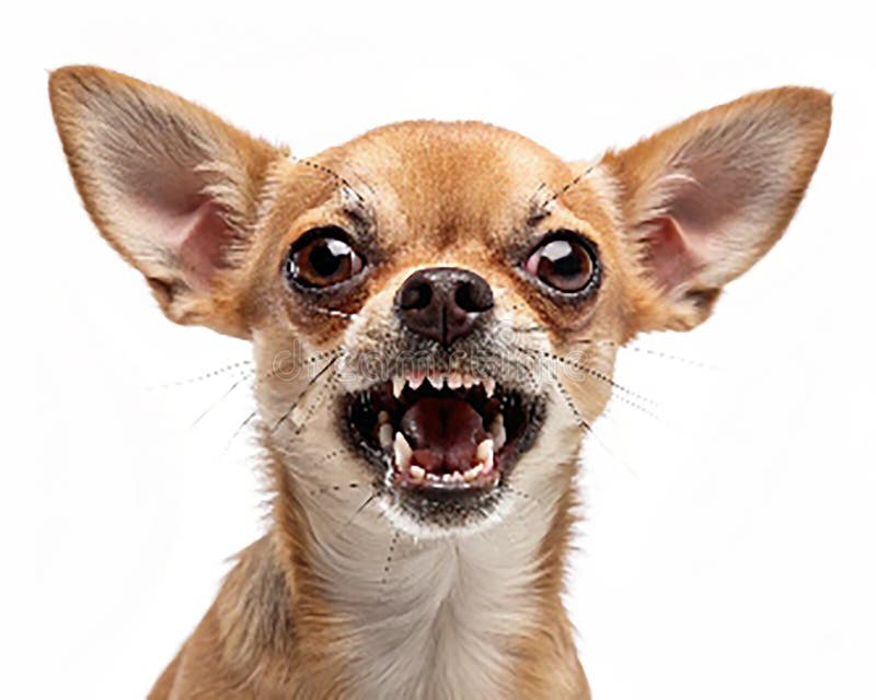 Angry chihuahua brulica due anni di isolamento su base trasparente illustrazione vettoriale