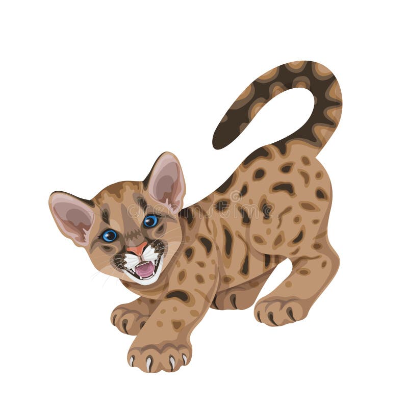 pix Mountain Lion Cartoon Drawing mountain lion cub stock illustrations