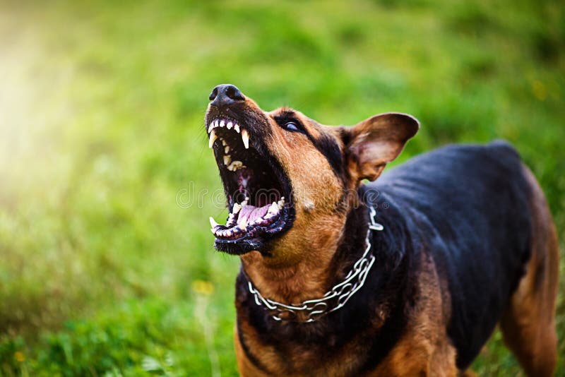8,848 Angry Dog Photos - Free & Royalty-Free Stock Photos from Dreamstime
