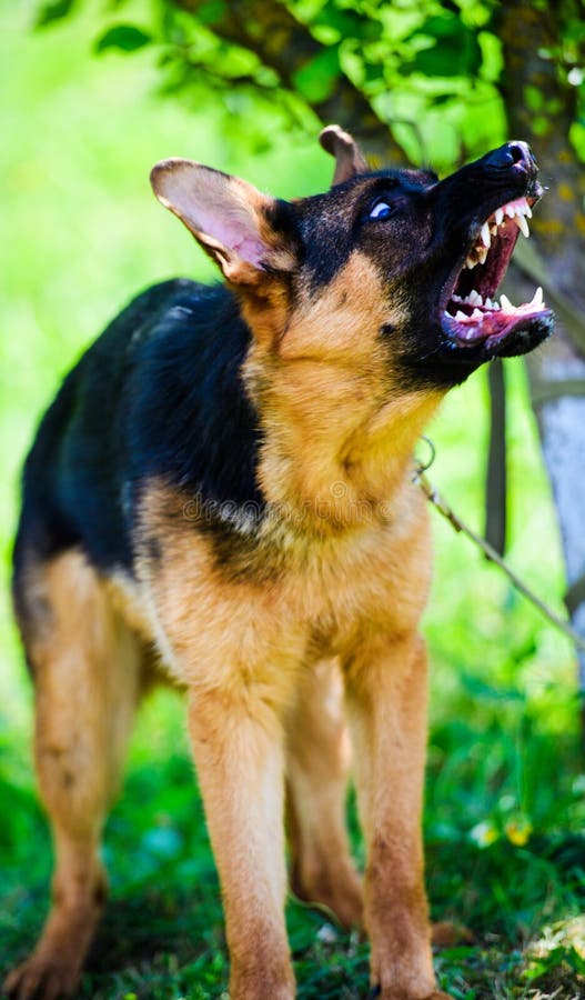Angry Dog Attacks. the Dog Looks Aggressive and Dangerous Stock Image