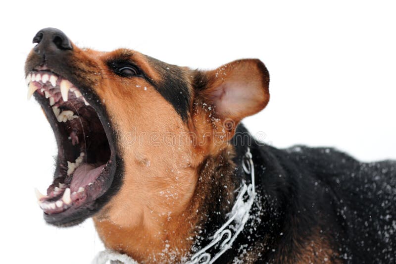 Angry cane nudo i denti su sfondo bianco