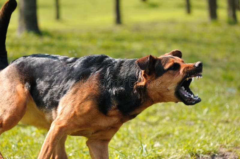 Naštvaný pes s vyceněnými zuby s rozmazané pozadí.
