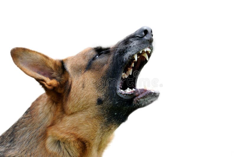 Angry dog stock photo Image of attack hostility bark Angry dog stock photo Image of attack hostility bark