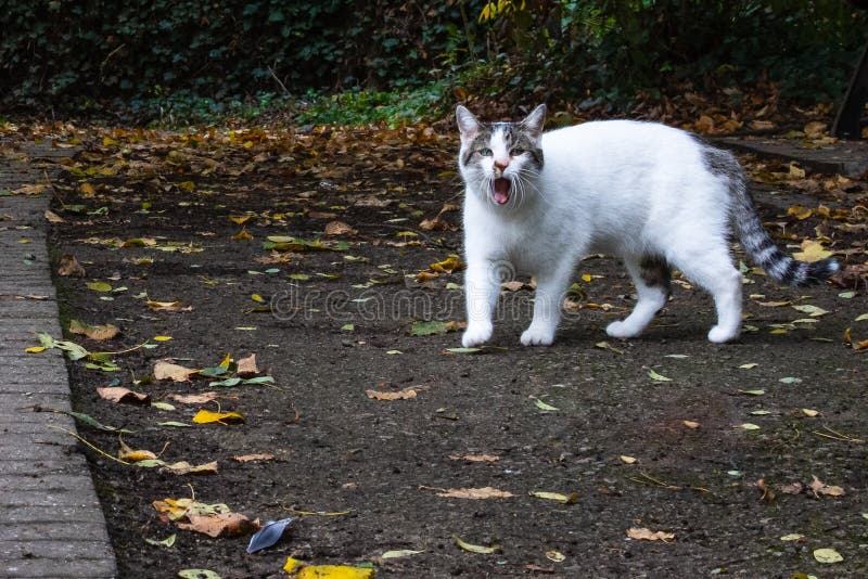 Angry face of a walking white and black Domestic short-haired cat on the  grass in blur background. Stock Photo by wirestock