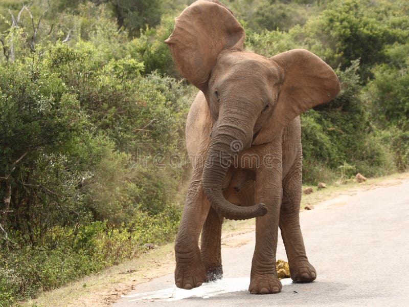 Elephant charges passing car to her left while peeing!. Elephant charges passing car to her left while peeing!