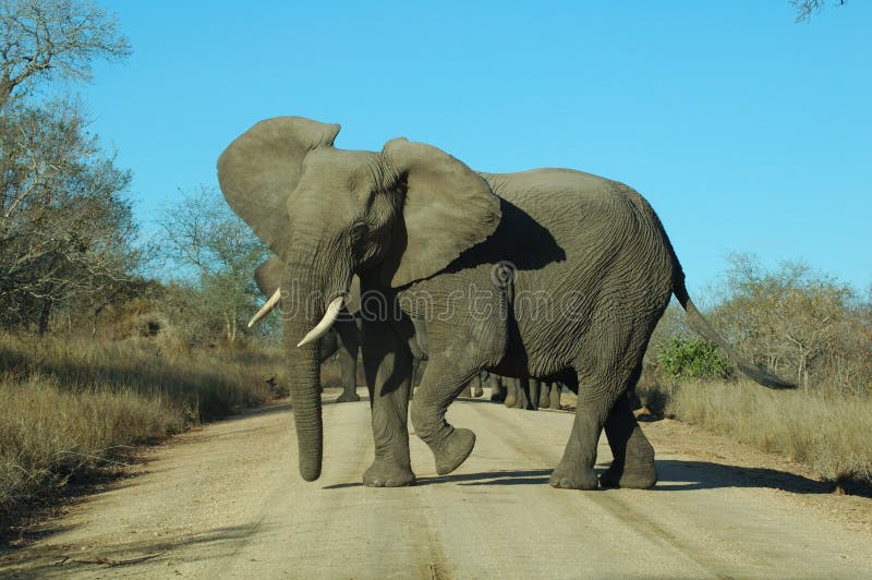 Angry elephant stock image. Image of trunk, protective - 650457