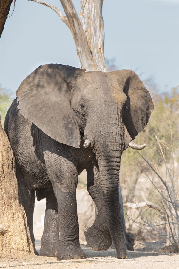 Angry elephant stock photo. Image of fauna, strong, angry - 34494172