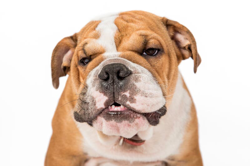 are bulldogs angry