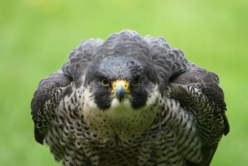 Angry falcon