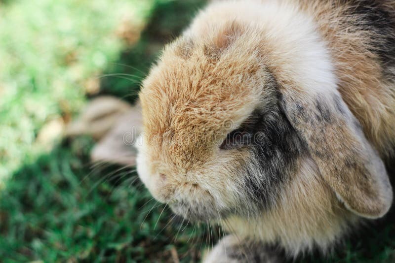 Angry rabbit stock photo. Image of motley, easter, look 35289948