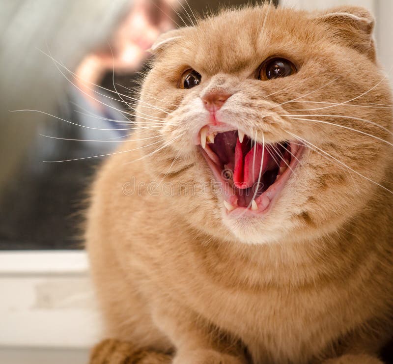 Angry Golden Cat. British Shorthair Cat Stock Photo ...