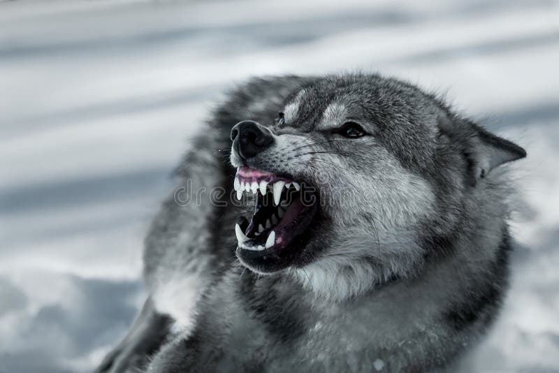 angry-grey-grinning-wolf-winter-aggressi