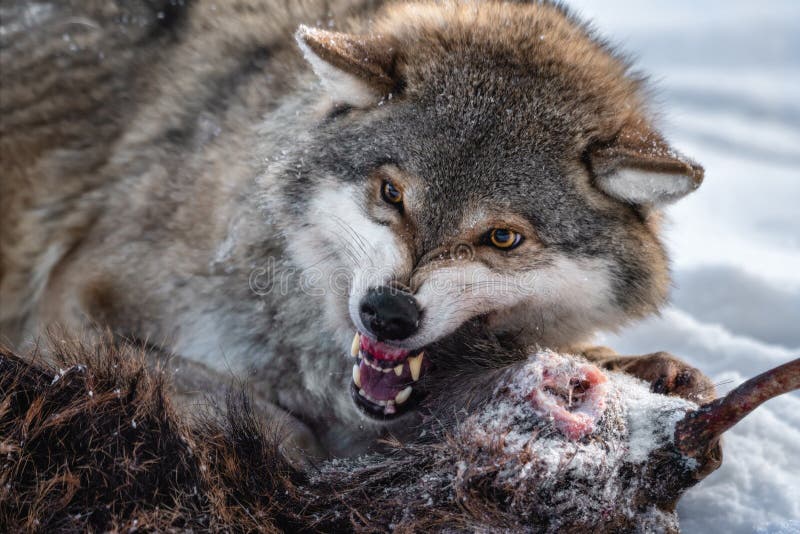 Angry Grey Wolf. European Wolf  Canis Lupus  With Bared Jaws And Yellow Eyes Protects Its Prey. Animal Grin. Wolf`s Gaze