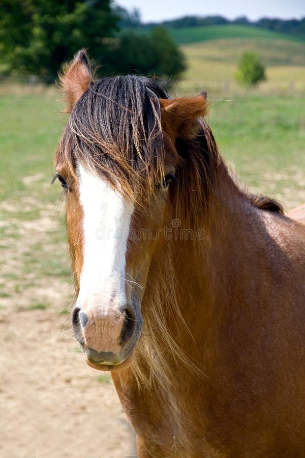 Horse Pinned Ears Stock Photos Free & RoyaltyFree Stock Photos from
