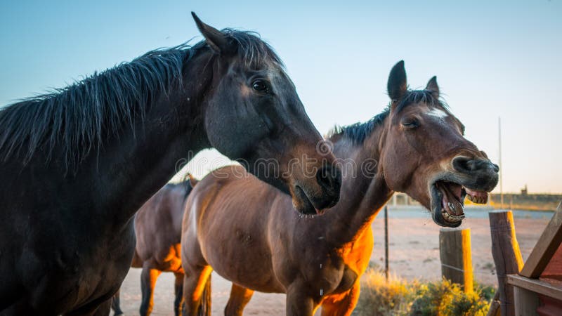 Angry Horse