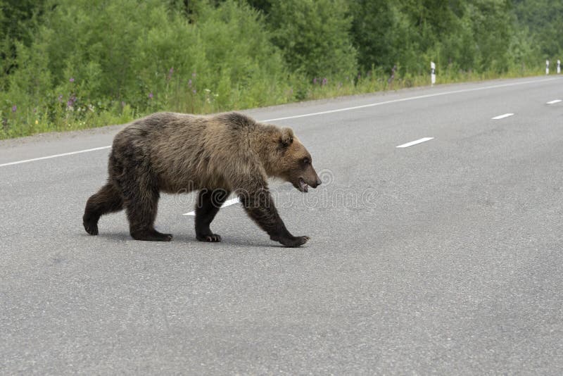 angry giant teddy bear angry giant teddy bear