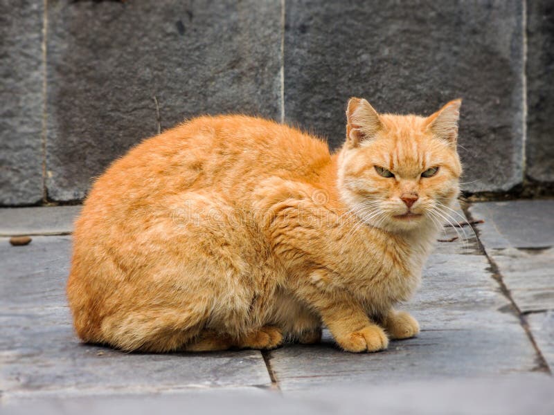 Angry Italian Cat stock image. Image of cute, angry, sitting - 96151087