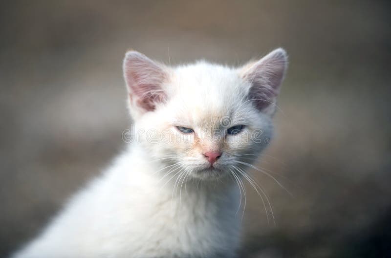 Adorable Kitten Looking And Angry, Made With Color Filter. Stock Photo,  Picture and Royalty Free Image. Image 87739544.