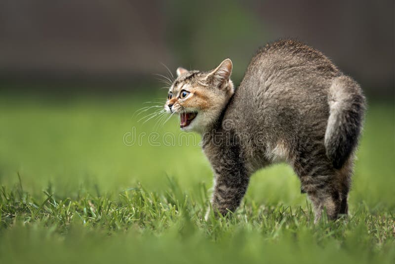 angry kitten hissing outdoors, scared kitten on grass, close up