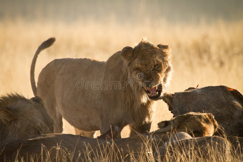 Angry lion eating, Etosha, Namibia