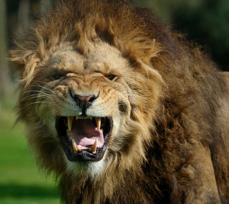 Angry lion