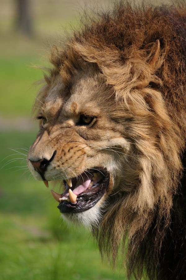Angry lion stock photo Image of animal safari predator 