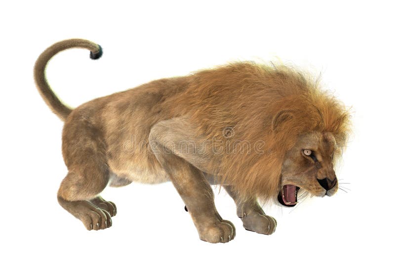 5 613 Angry Lion Photos Free Royalty Free Stock Photos From Dreamstime