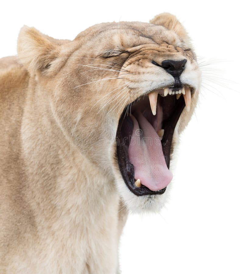 Angry lioness