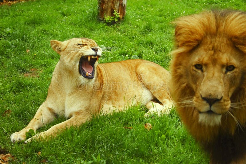 Angry Lioness and Lion