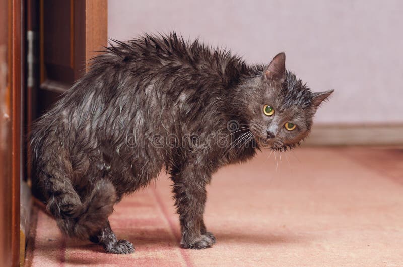 Black Cute Soggy Cat after a Bath, Funny Angry Little Demon. Pet Care Stock  Photo