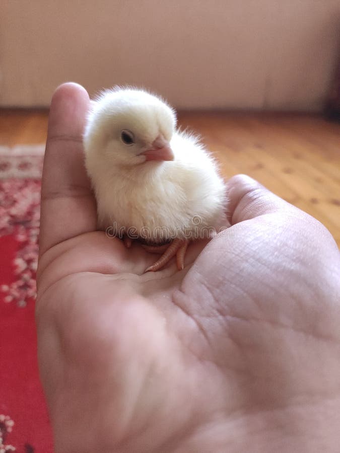 Angry looking chicken stock photo. Image of pink, hand 190960886