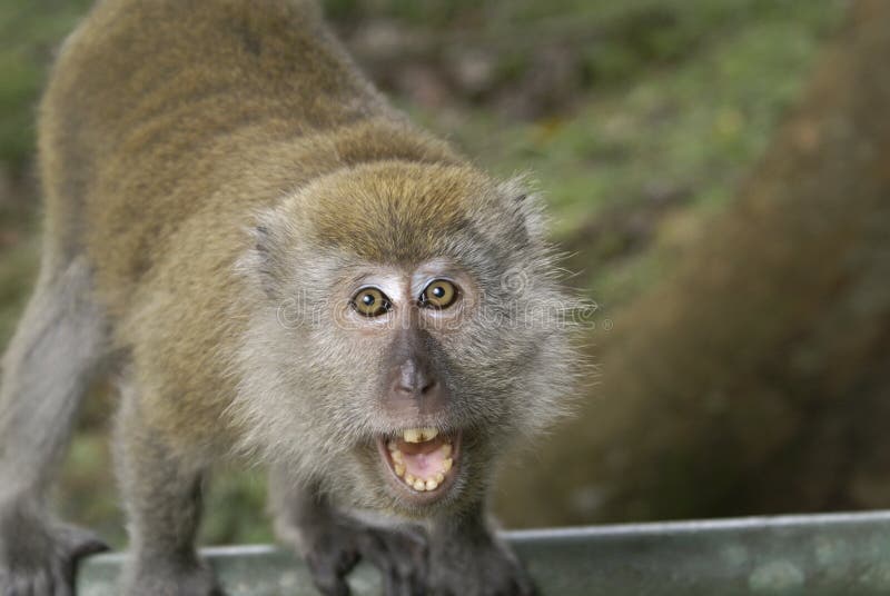 Angry macaque monkey