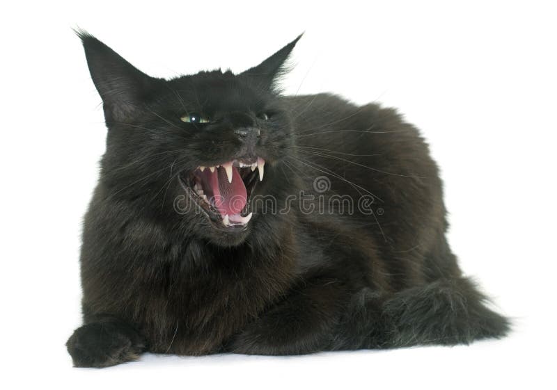 Angry maine coon cat stock photo. Image of aggressive 77219996