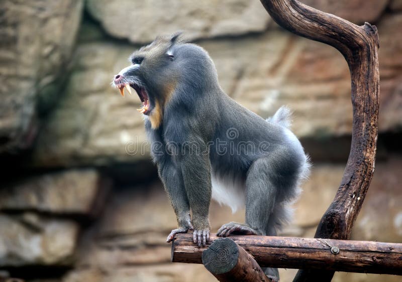 Angry mandrill