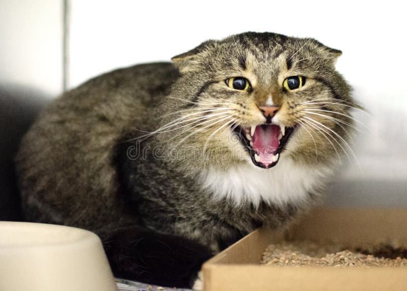 Angry mean hissing cat in animal shelter