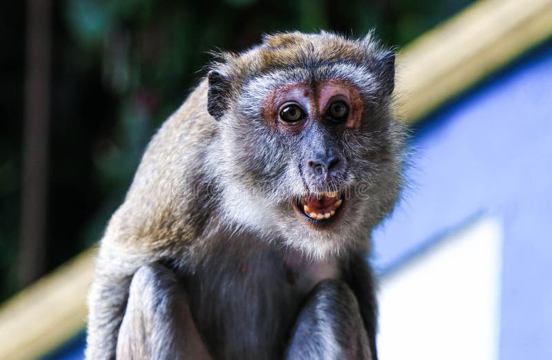 2,238 Angry Monkey Stock Photos - Free & Royalty-Free Stock Photos from  Dreamstime
