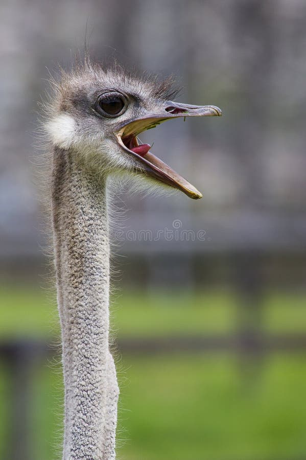 Angry Ostrich royalty free stock photo Angry Ostrich royalty free stock photo