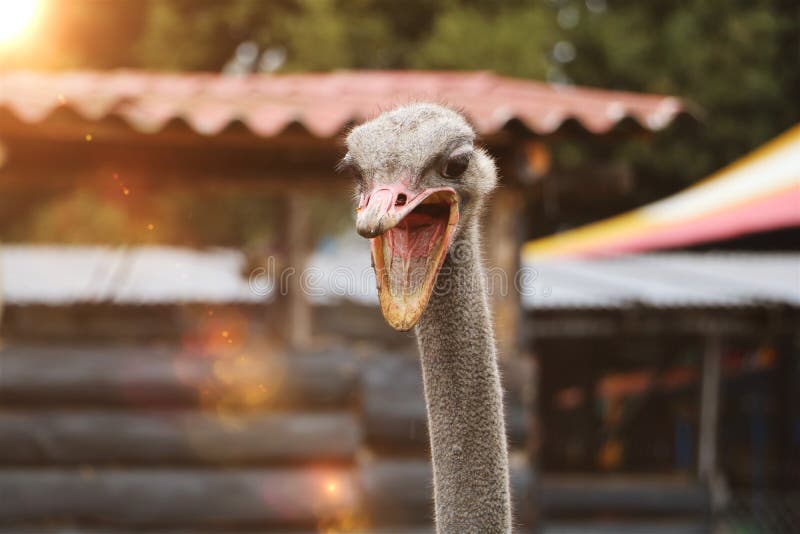 Angry Ostrich Head, Funny Ostrich. Aggressive Ostrich. Angry Bird. Nature  and Wildlife Concept Stock Photo - Image of attacking, aggressive: 151428758