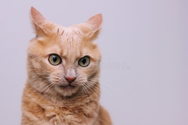 An Angry Red Cat with Furrowed Eyebrows. a Dangerous Pet Stock Photo