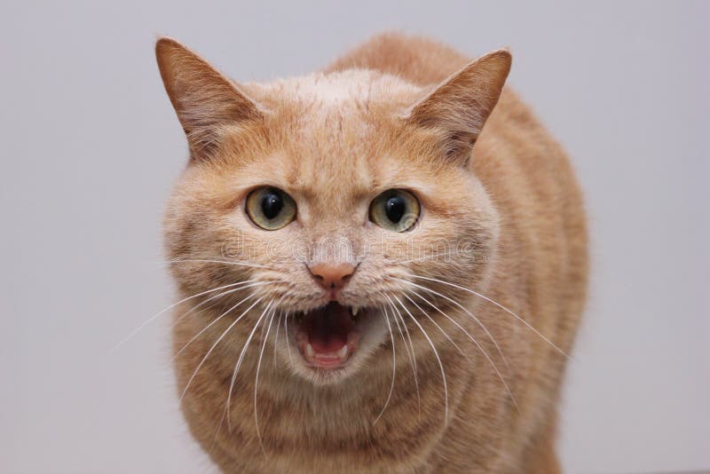 Angry Cat Face, Close Up, Looking Straight into Camera Stock Image