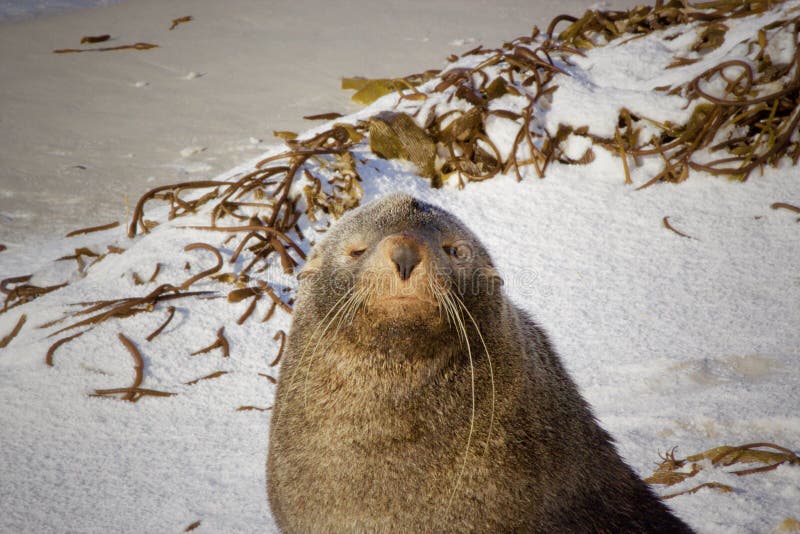 Angry seal stock photo. Image of head, life, neck, cruel 12044522