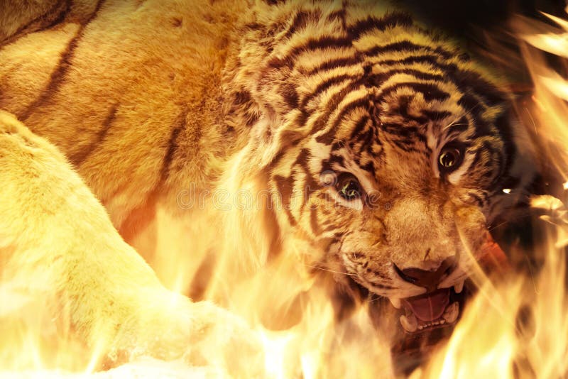 3D Angry Tiger Live Wallpaper  free download