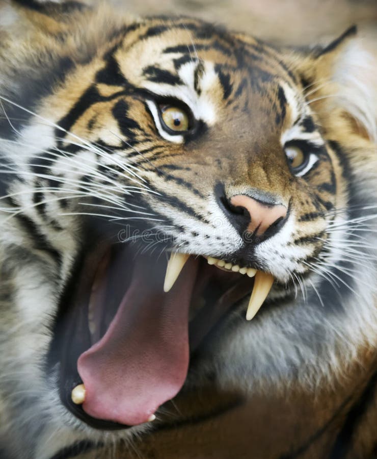 11,481 Angry Tiger Stock Photos - Free & Royalty-Free Stock Photos from  Dreamstime