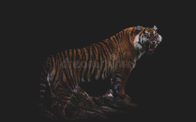 Moody Tiger Stock Photos - Free & Royalty-Free Stock Photos from Dreamstime